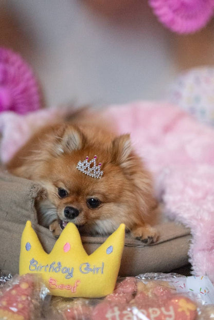 Birthday Crown Custom Dog Toy- Personalized Gotcha Day Squeaky Toy Dog Toys   