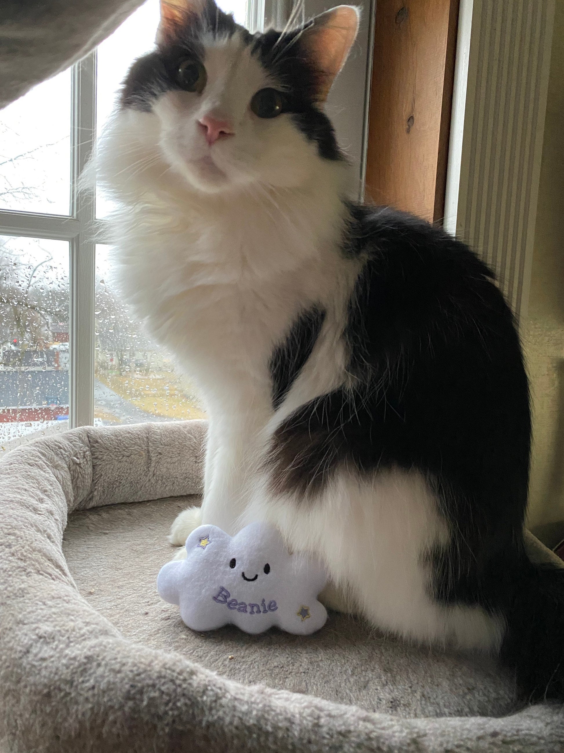 Cloud Custom Cat Toy- Personalized Catnip Toy Cat Toys   