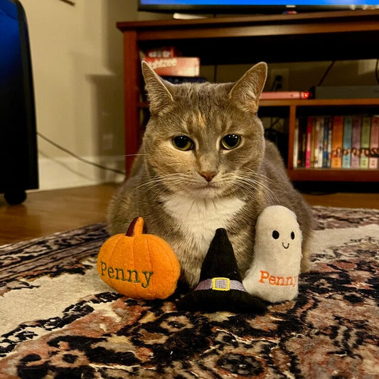 Spooky Fun: Unveiling Our Halloween and Fall-Themed Cat and Dog Toys