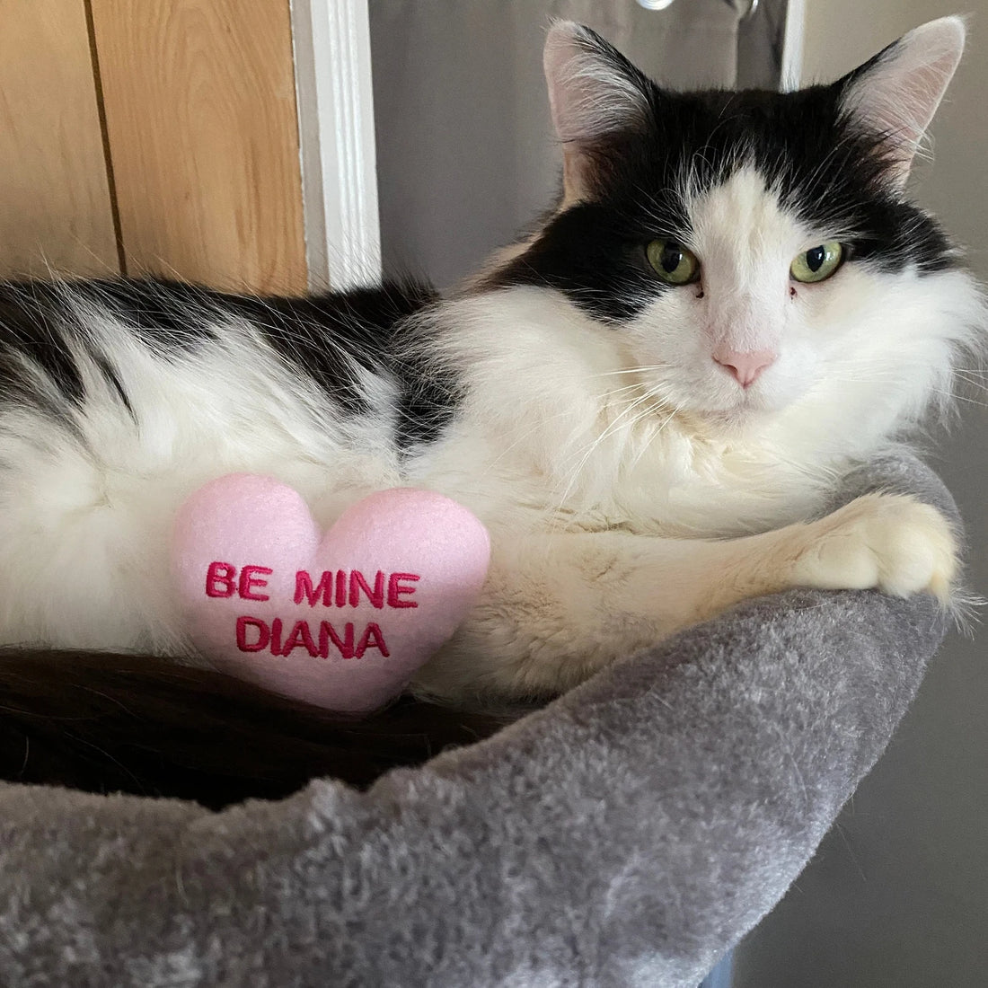 Pawsitively Sweet: Valentine's Day Pet Toys to Share the Love