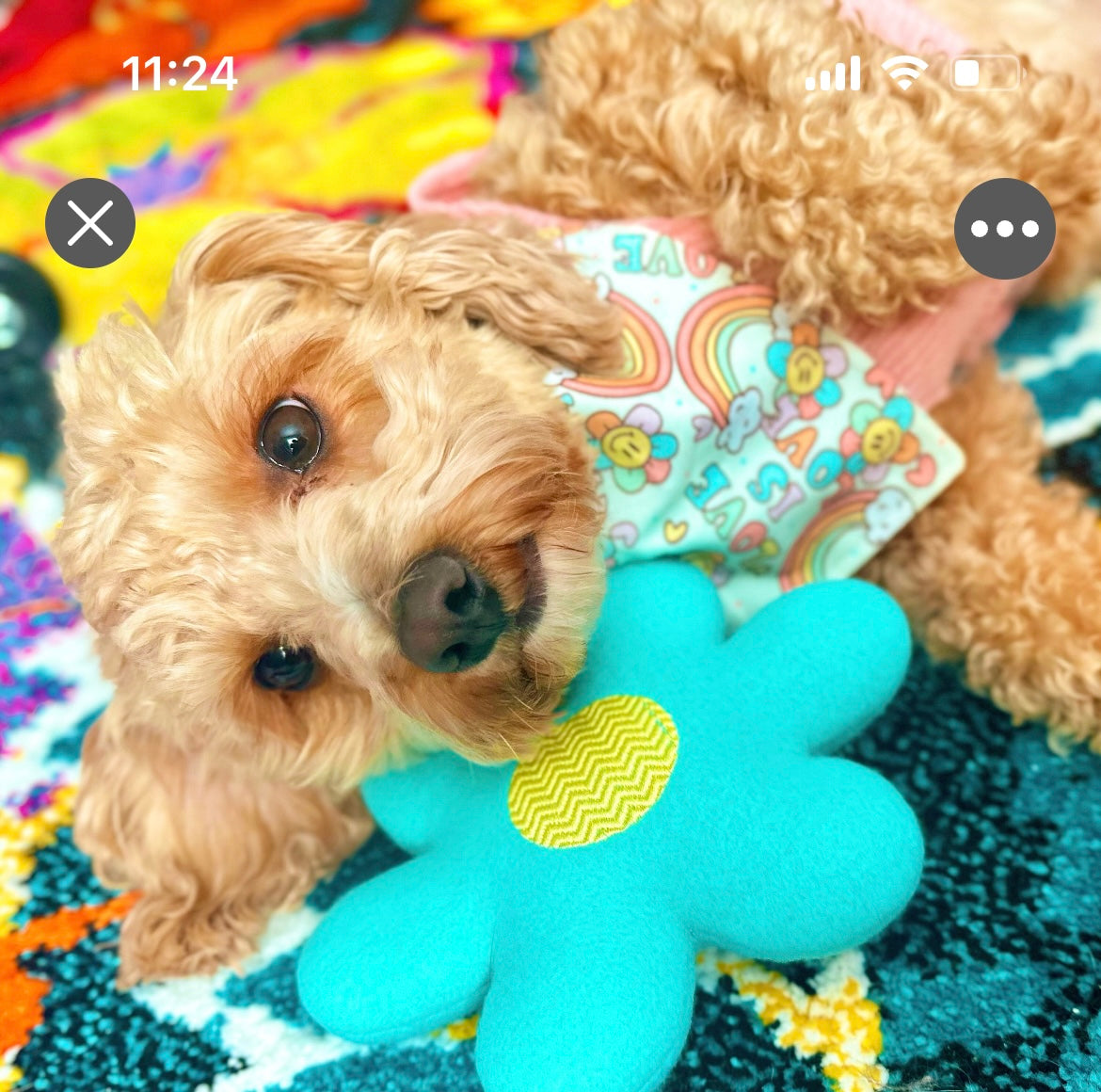 Spring and Easter Dog Toys