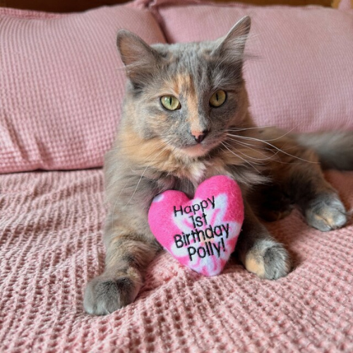 Birthday Welcome Home Catnip Cat Toy