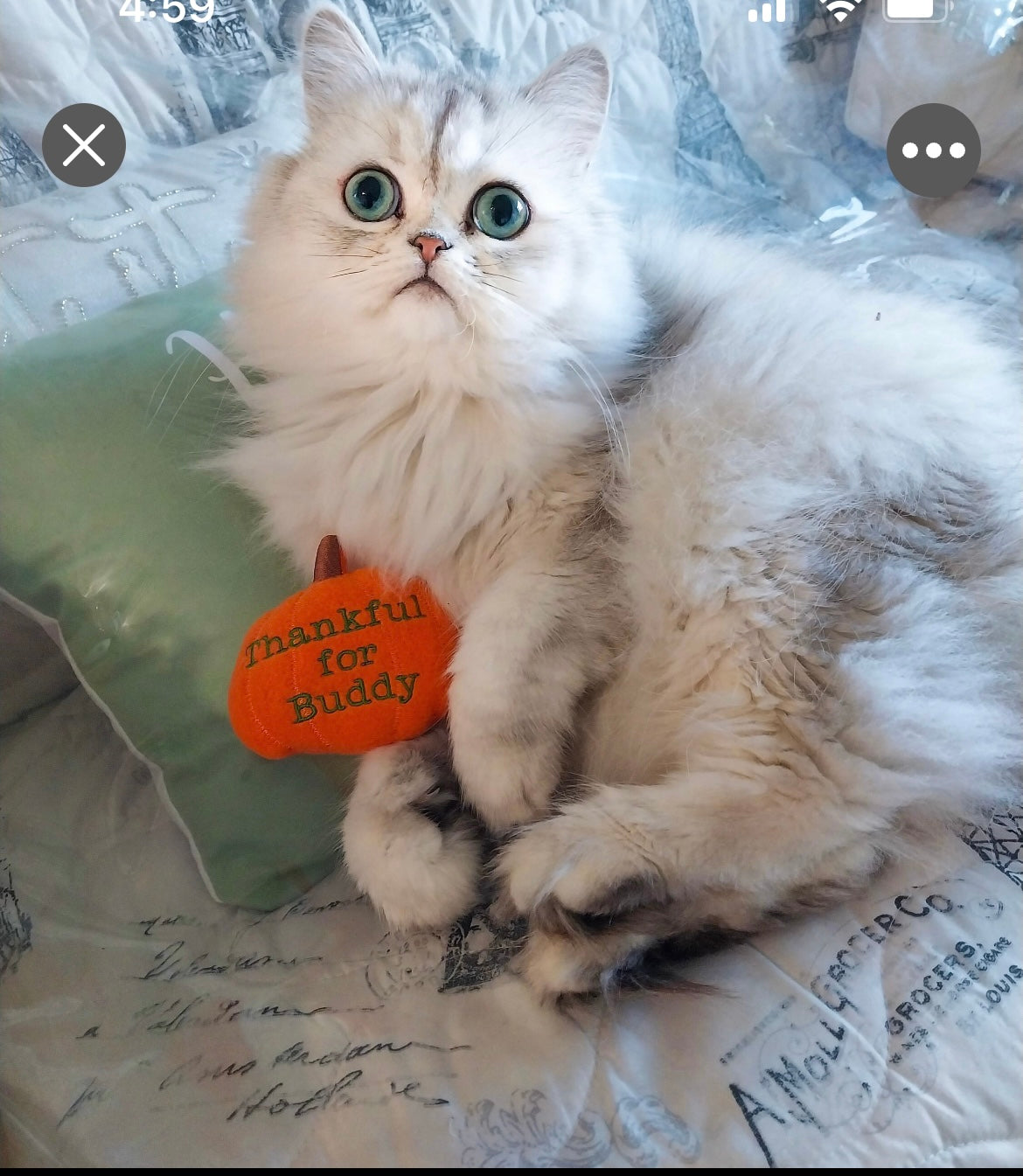Pumpkin Custom Cat Toy - Thanksgiving Personalized Catnip Toy Cat Toys   