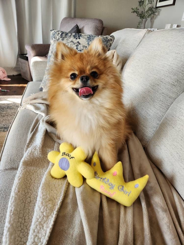 Birthday Crown Custom Dog Toy- Personalized Gotcha Day Squeaky Toy
