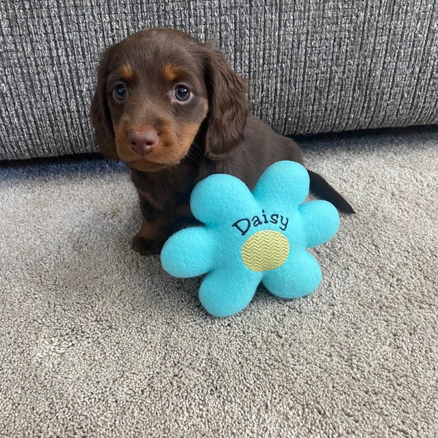 Retro Daisy Custom Dog Toy- Personalized Squeaky Flower Toy