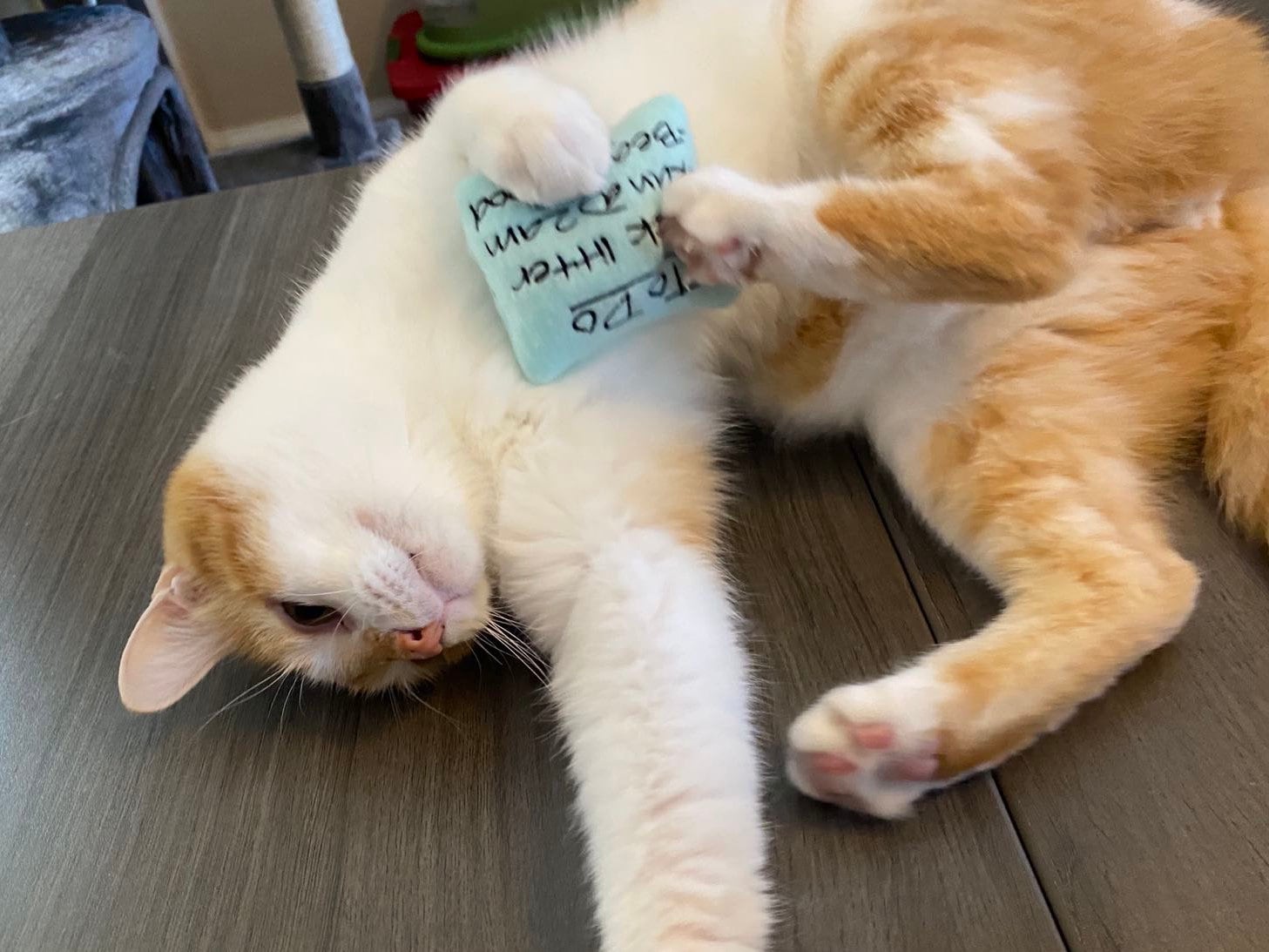 Sticky Note Custom Cat Toy - Personalized To Do List Catnip Toy Cat Toys   